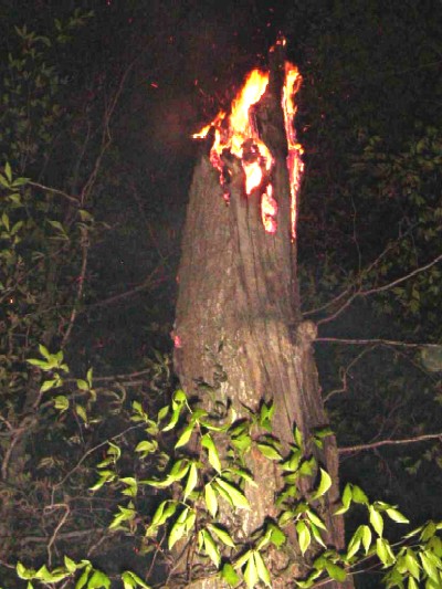 fire_tree_02.jpg