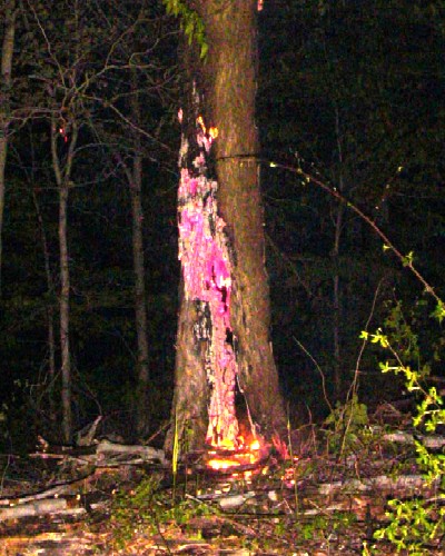 fire_tree_05.jpg